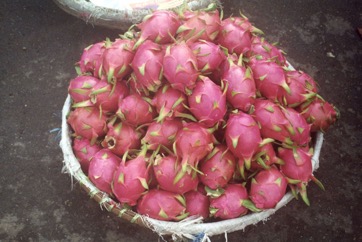 Dragon fruit