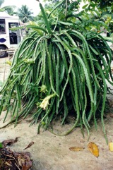 Dragon fruit