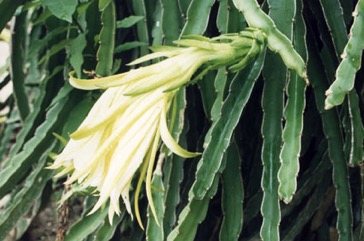 Dragon fruit