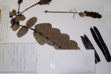 Candle Bush, Ringworm Senna