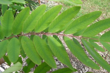 Cassod Tree, Siamese senna tree
