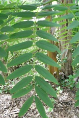 Cassod Tree, Siamese senna tree