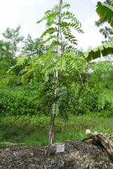 Cassod Tree, Siamese senna tree