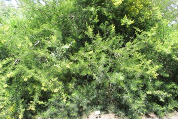 Karroo Thorn, Cape gum