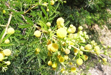 Karroo Thorn, Cape gum