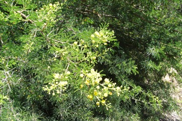 Karroo Thorn, Cape gum