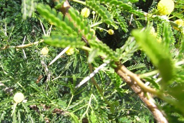 Karroo Thorn, Cape gum