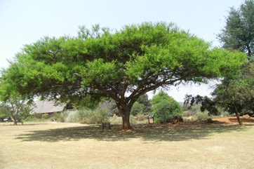 Paperbark acacia, Flat-topped thorn