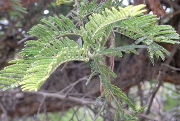 Paperbark acacia, Flat-topped thorn