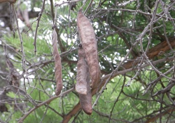 Paperbark acacia, Flat-topped thorn