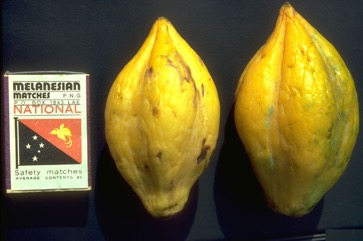 Mountain papaya