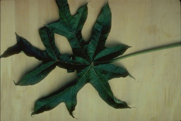 Mountain papaya