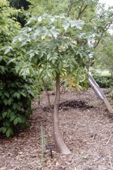 Mountain papaya