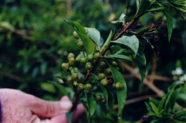 Mangrove clerodendrum