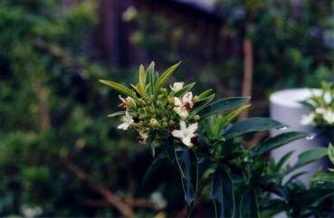 Mangrove clerodendrum