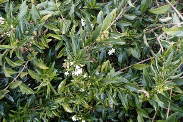 Mangrove clerodendrum